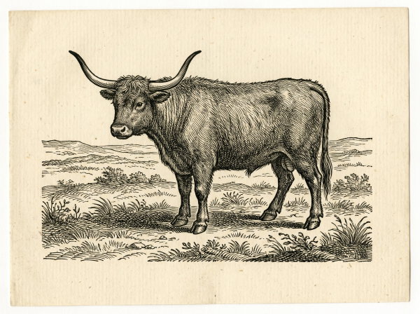 Engraving of a wild horned ox on open moorland, the aurochs of the rune poem